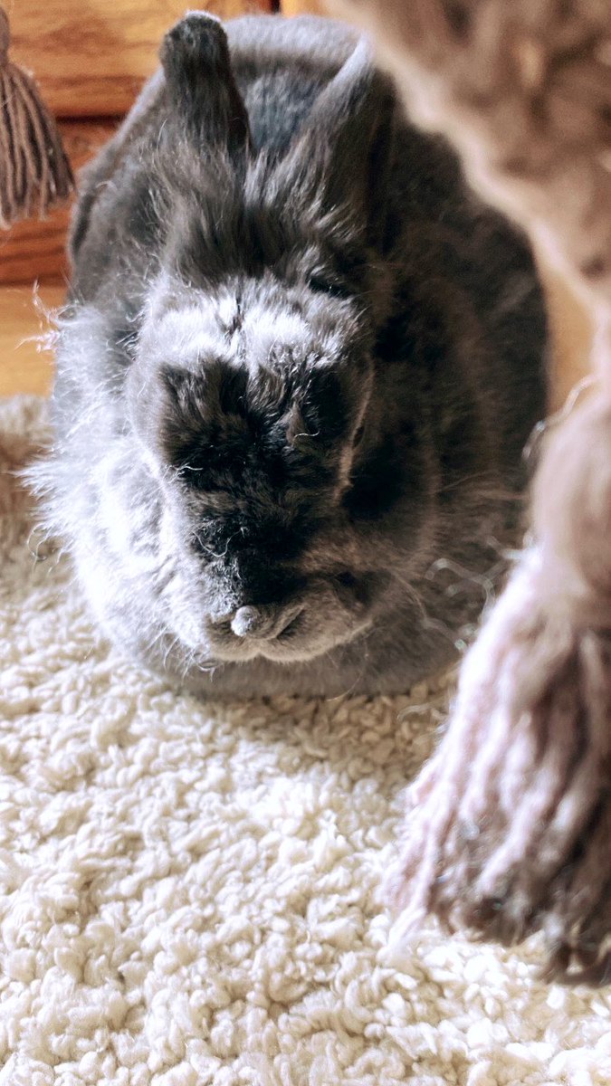 Victoria Phạm tweet media