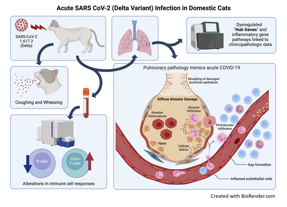 The article "SARS CoV-2 (Delta Variant) Infection Kinetics and Immunopathogenesis in Domestic Cats" was recently selected as Editor's Choice by the journal "Viruses".

Congratulations to Dr. Tamil Selvan and her team here at OSU! Read the full article ➡️ okla.st/3QJoZoX