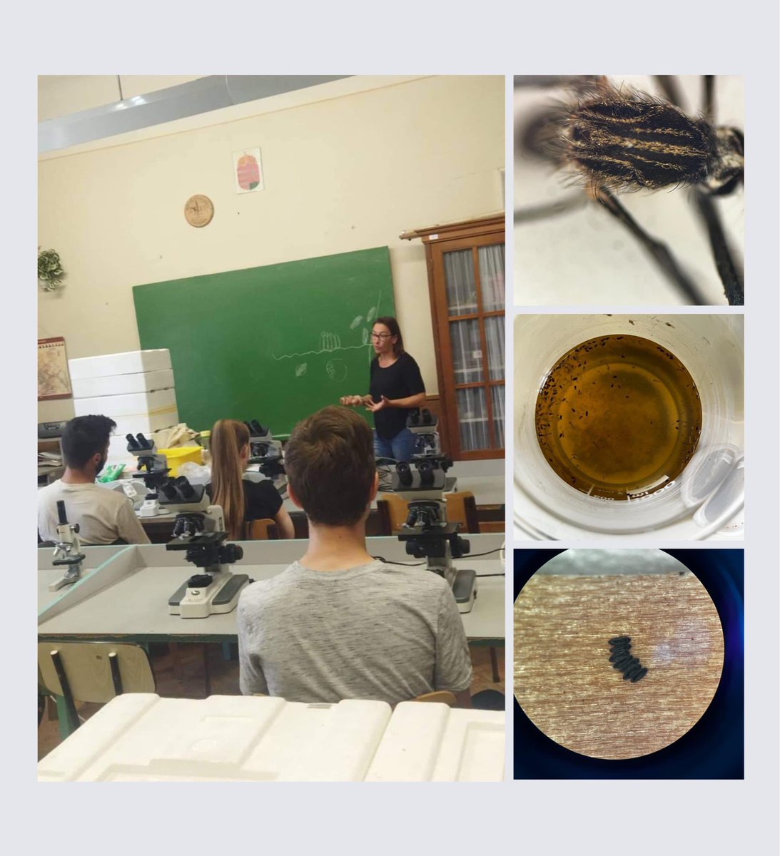 KorneliaKurucz's tweet photo. 🦟👩‍🏫 the feeling to “go back to my ex-highschool” is priceless 😜 we discussed with students 👨‍🎓what happening in the lab 👩‍🔬after #ovitraps are collected ✍️
🧮 counting mosquito eggs✔️
🐛 rearing larvae ✔️
🔬 identify species✔️
#AIMsurv #aedes #japonicus #whowillfindmeonthetable https://t.co/jqD1zHvGsv