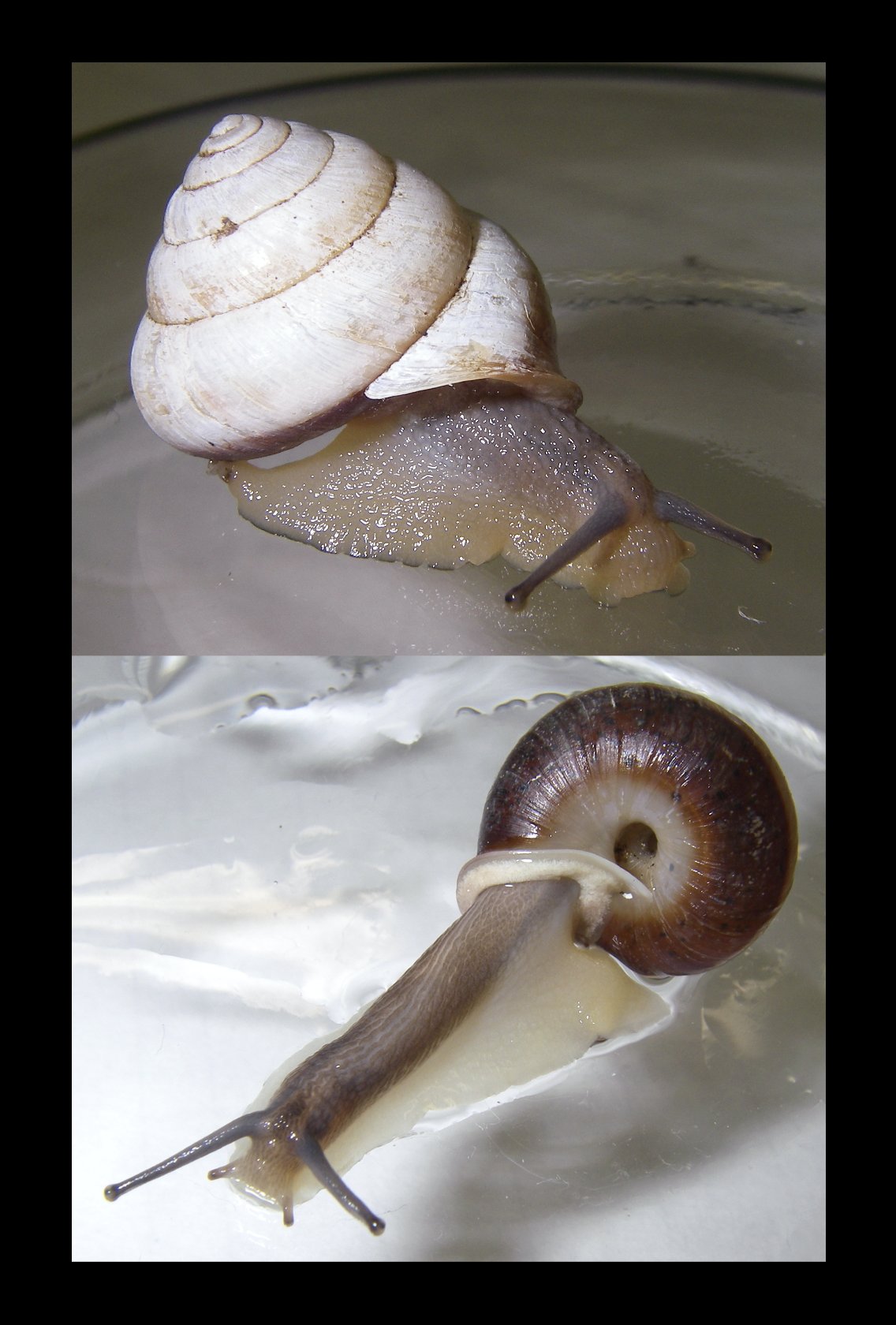 軟体動物多様性学会 公式 人は生まれた後 どんな場面で かたつむり の存在を最初に認知するのでしょう 私の場合は5歳の時 実家の前に転がっていたものを見たのが最古の記憶ですが 45年後 その種は新種とされました 18日の ダーウィンが来た に 軟体動物多様性学会 公式 人は生まれた後 どんな場面で かたつむり の存在を最初に認知するのでしょう 私の場合は5歳の時 実家の前に転がっていたものを見たのが最古の記憶ですが 45年後 その種は新種とされました 18日の ダーウィンが来た に