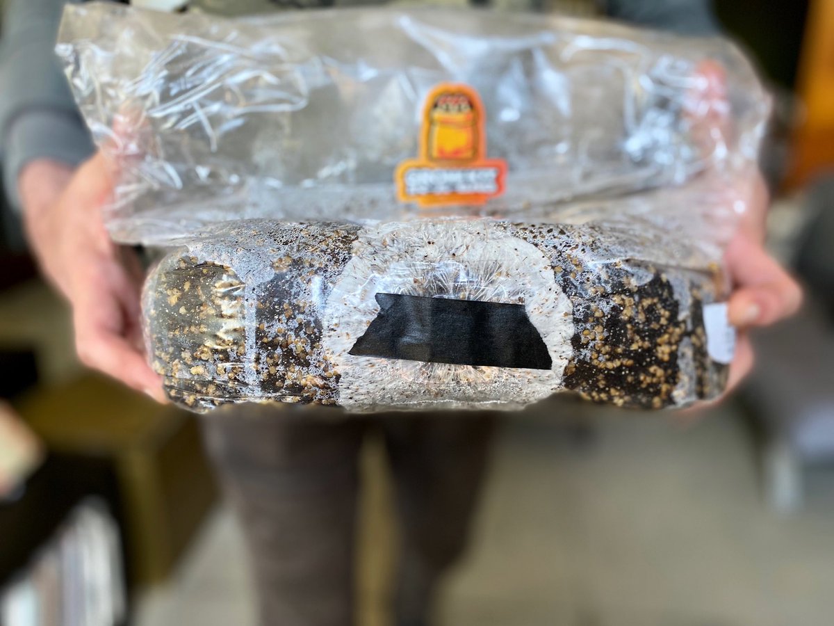 Show Us Your BAG! We love to see your progress and our team of Myconaughts are here to help every step of the way! Tag us in your posts and send your photos to us at grow@mushroomsupplies.com!

#mushroomgrow #mycology