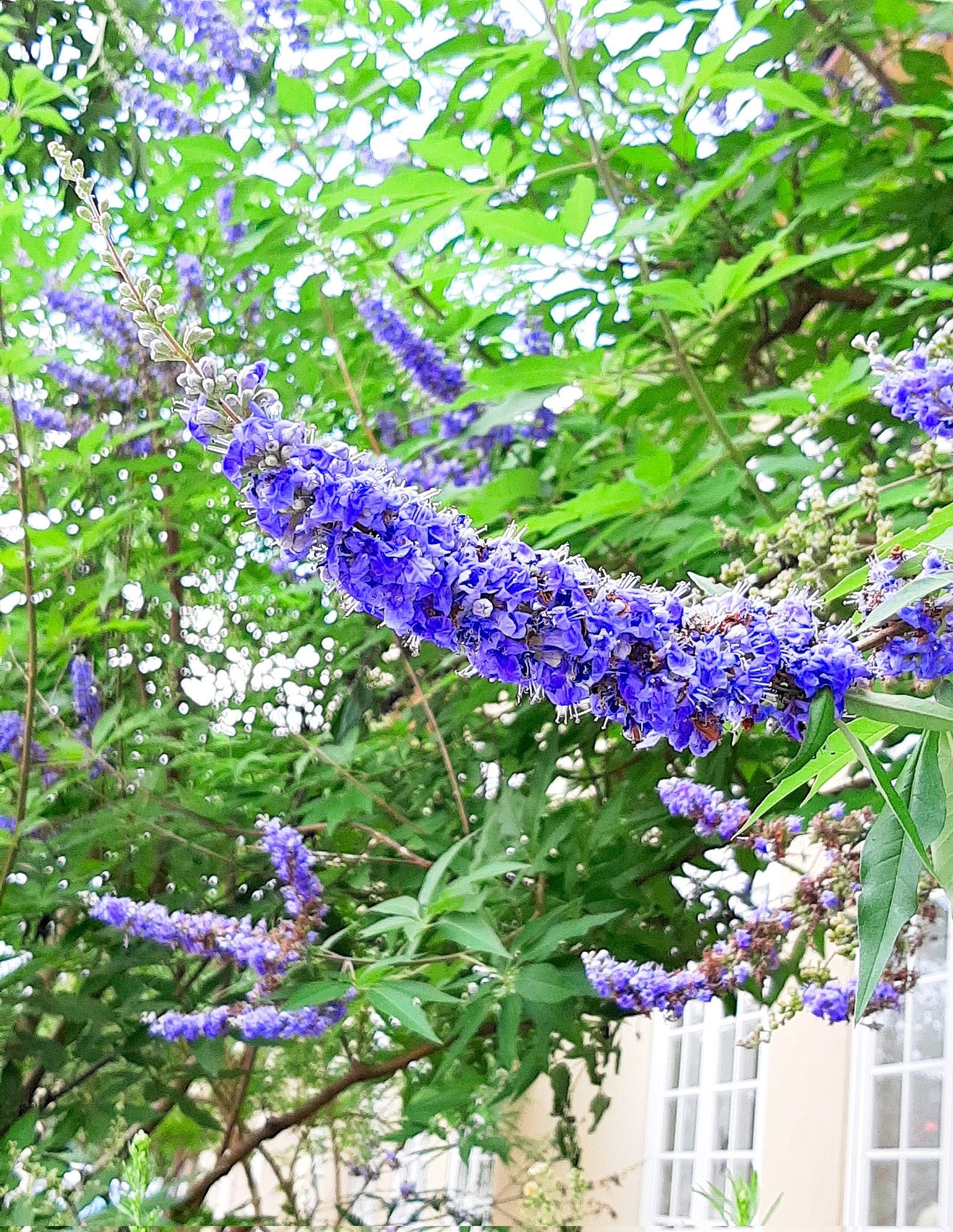 クマてん99 純粋で 不器用だけど ひたむきに 繊細で 脆そうだけど 芯は強く 愛を纏い 愛の言葉を紡ぐ あなたが いるだけで 救いとなる 西洋人参木 ｾｲﾖｳﾆﾝｼﾞﾝﾎﾞｸ 22 8 7 撮影 別 名 チェストツリー 花言葉 思慕 純愛 才能 T Co Ds1ku8gxgh