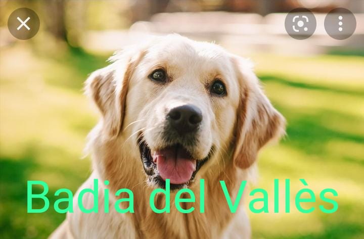 Laraamichelli's tweet photo. Mi novio me ha dicho que busquemos nombres de pueblos para ponerle a nuestro futuro perro que puede quedar bonito y luego me ha pasado esto https://t.co/lRQfgzfDBK