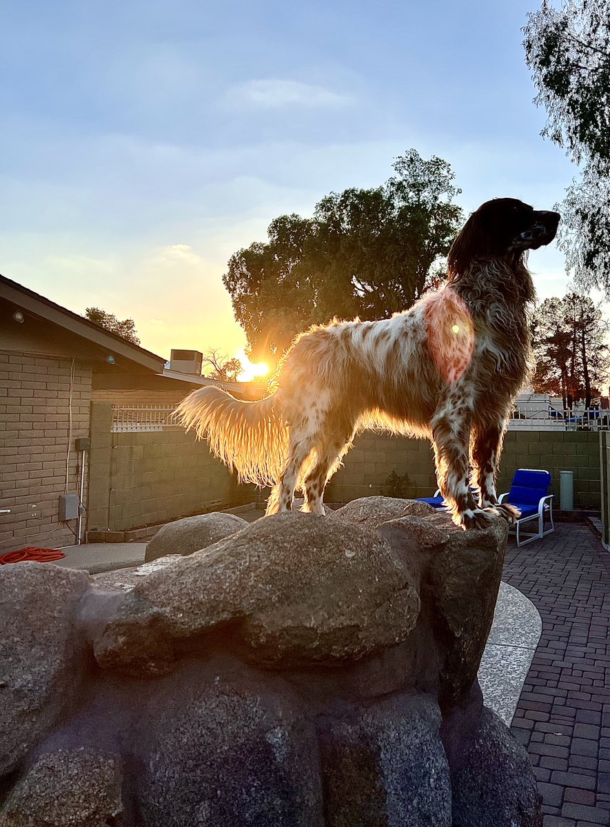 Scout at full attention, patrolling the perimeter for all things airborn! #CaboCurrablo #dog #puplife #bestlife #MAGAhunter #FuckGQP #BlueTsunami #SCOTUS13