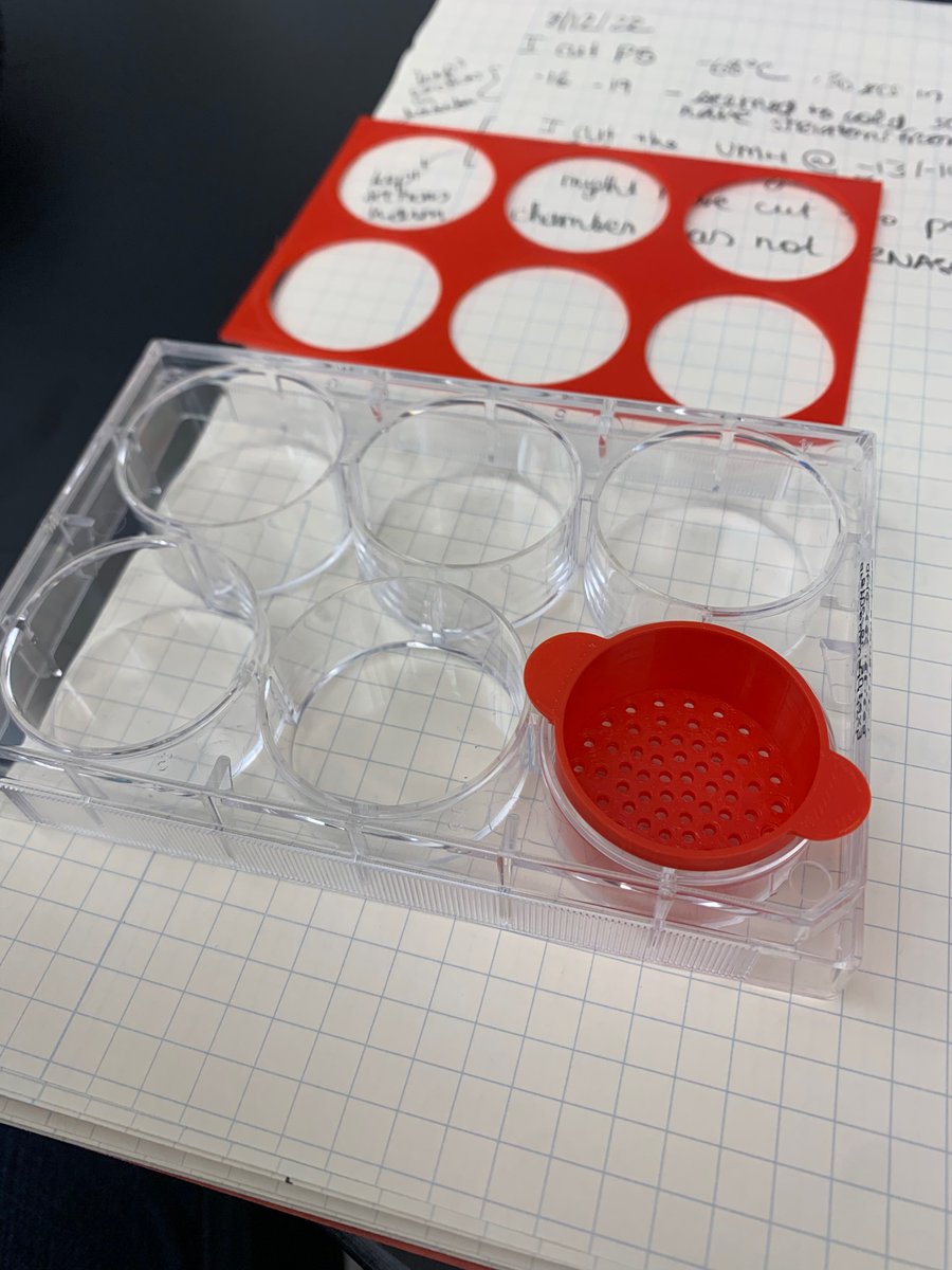 Laura R Cortés tweet media