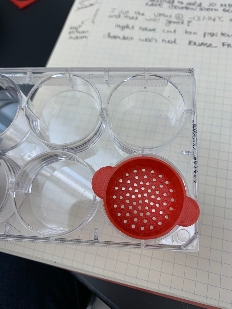 Laura R Cortés tweet media