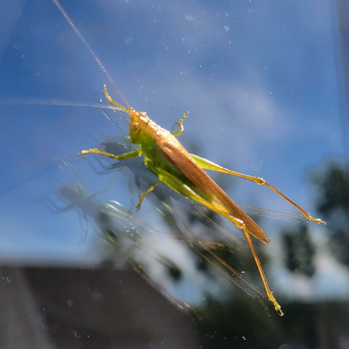 Something's bringing the grasshoppers out this week. I've seen two large grasshoppers in the last 24 hours. I find these insects beautiful 🤩. So happy I could get a picture of this one. Nature lover 💕