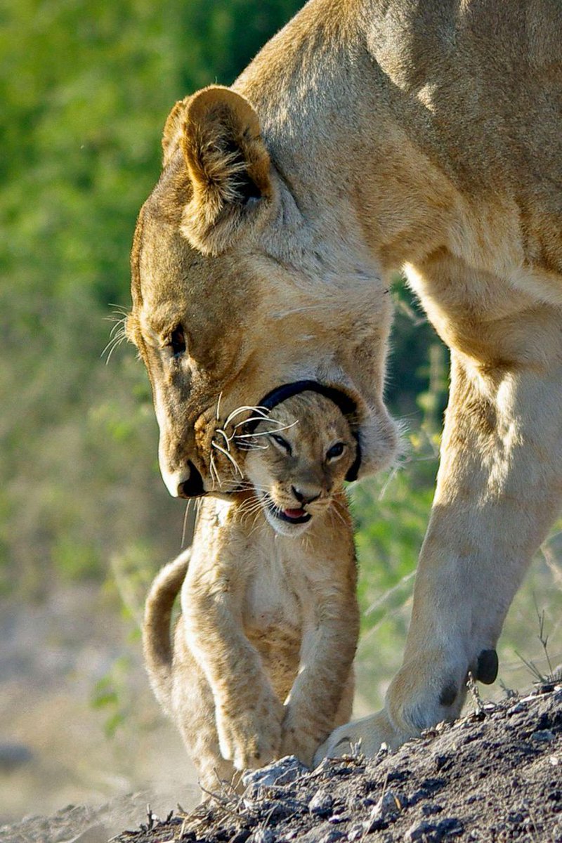 MelanyMora2605's tweet photo. Supongo que hoy es un buen día para compartir con ustedes maternidades curiosas del mundo animal que no me dejan dormir por las noches: https://t.co/WHJoUs8sCw