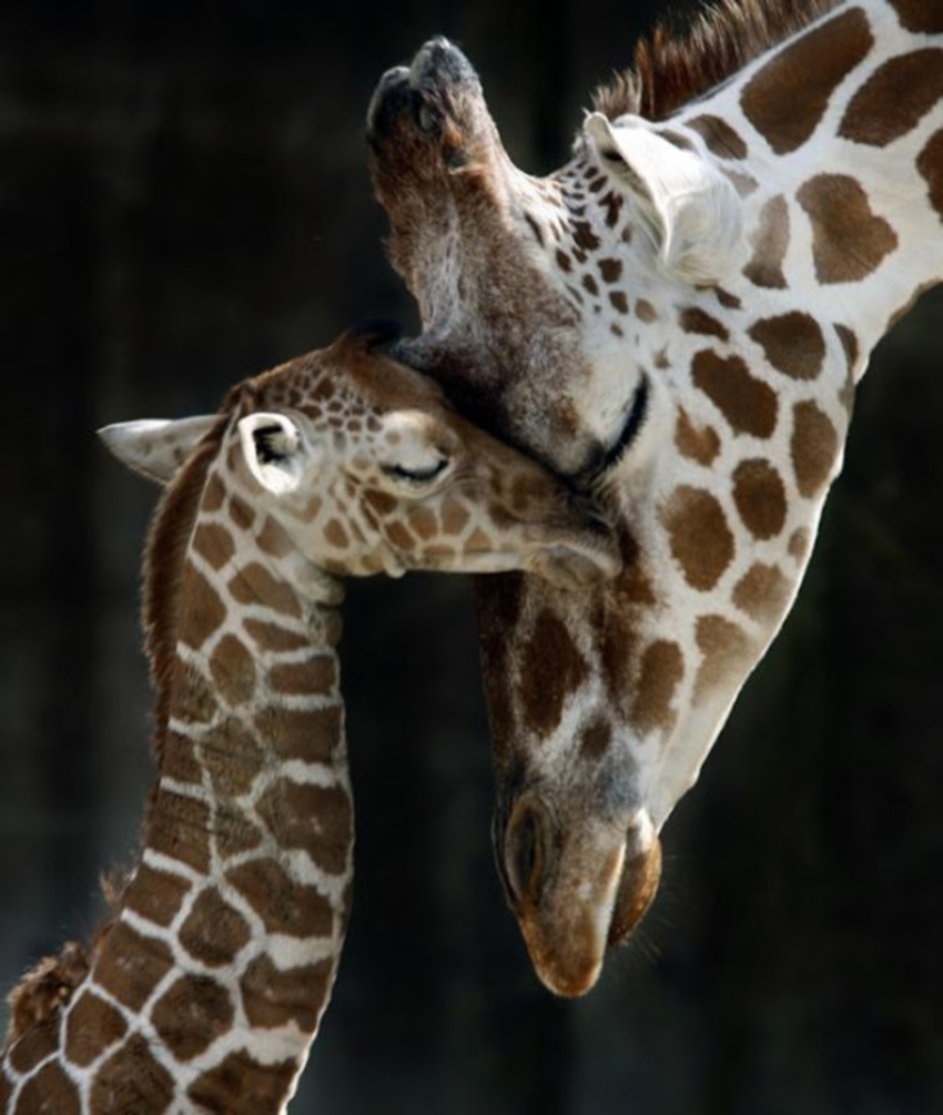 Supongo que hoy es un buen día para compartir con ustedes maternidades curiosas del mundo animal que no me dejan dormir por las noches: