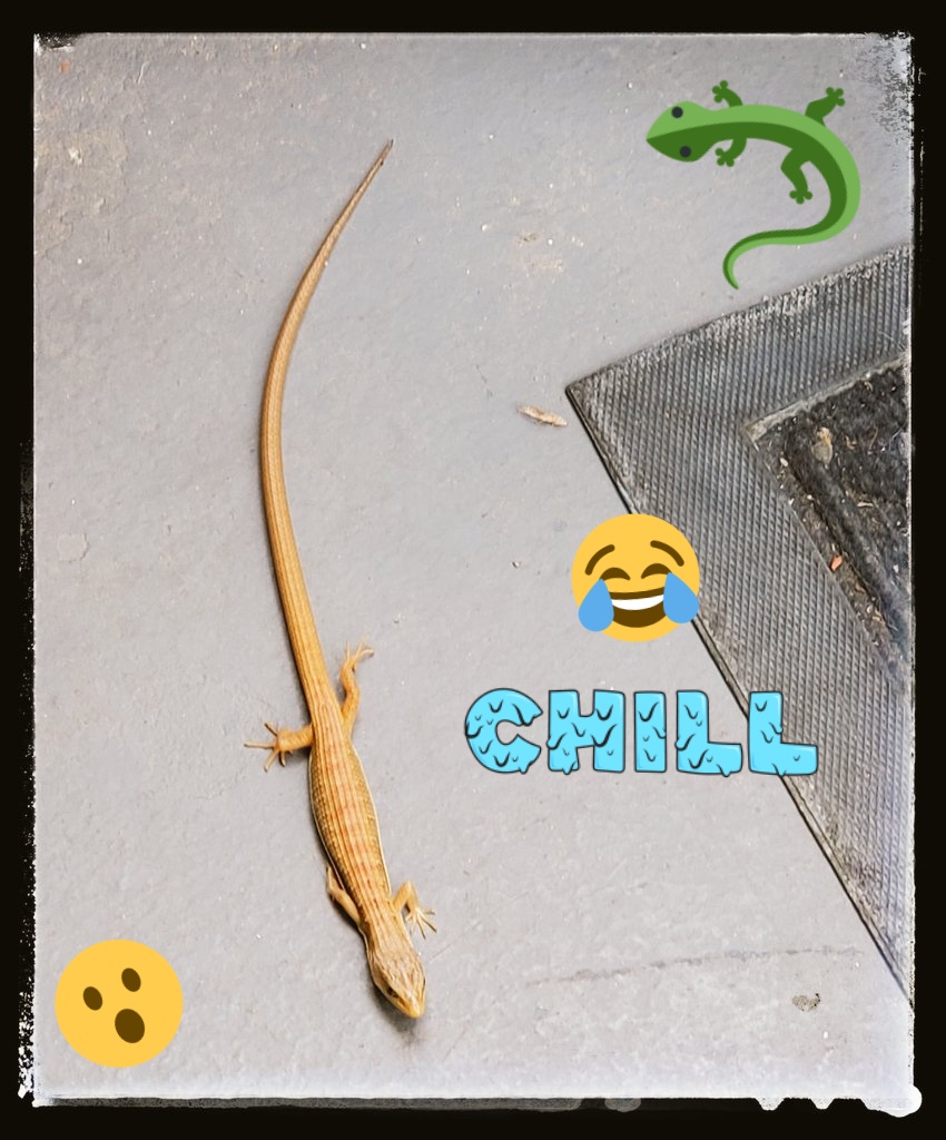RealJoAnnBush's tweet photo. #Omg 😮, this #ThinLizzy 🦎 was waiting for me on my #DoorStep! 😝 haha, ugh! 😁

Is the #HotWeather 🌞🌵🌞 in your #City, bringing out more #Lizards 🦎🦎, too? 😃

Pic: #JamminJo / #JoAnnBush 2022 📸

#LosAngeles #CA #LizardsOfTwitter 🦎🦎 #LizardsOnTwitter 🦖🦖 #Lizard https://t.co/1i1KVQUkX2