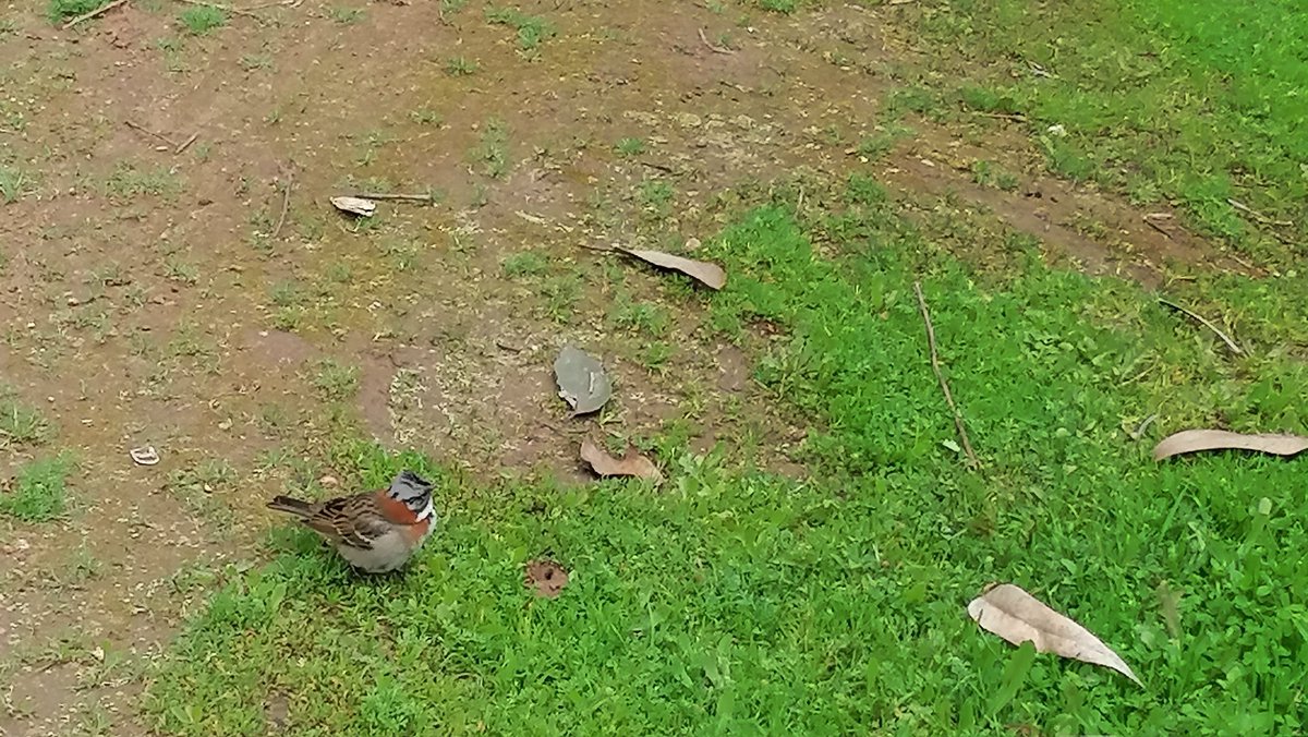 ValparaisoSave's tweet photo. Hoy conocimos a este hermoso habitante del cerro 🌿💕
#Quilpué https://t.co/j759UiS1Og