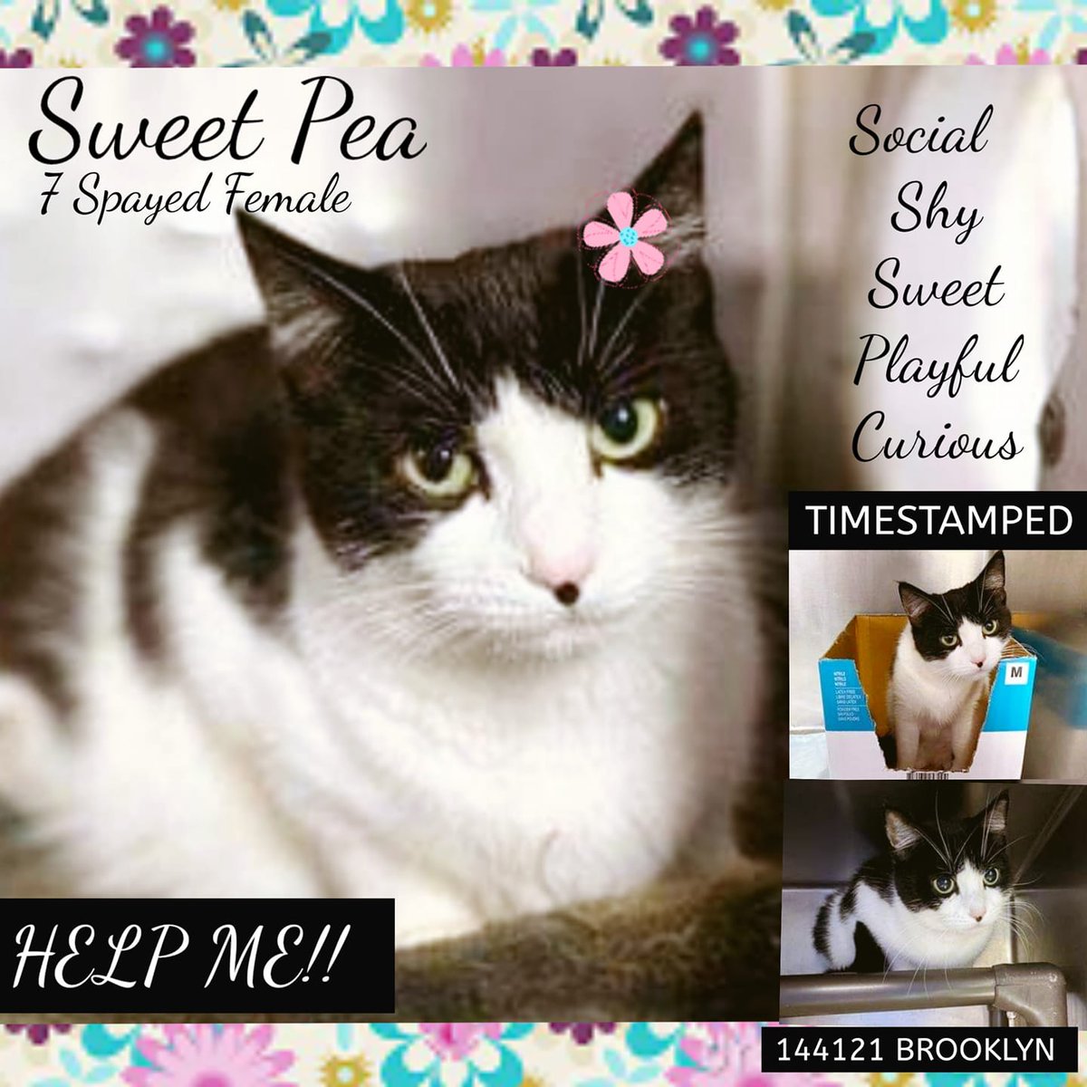 Older B &amp; W girl kitty "Sweet Pea" 144121 at NYC ACC in #NewYork will die on 08/16 at high noon because of biting/scratching incidents (but otherwise sweet)! They kill cats who aren't perfect there! Pledge for rescue &amp; save this precious life! LAST CALL! 
facebook.com/photo/?fbid=39…