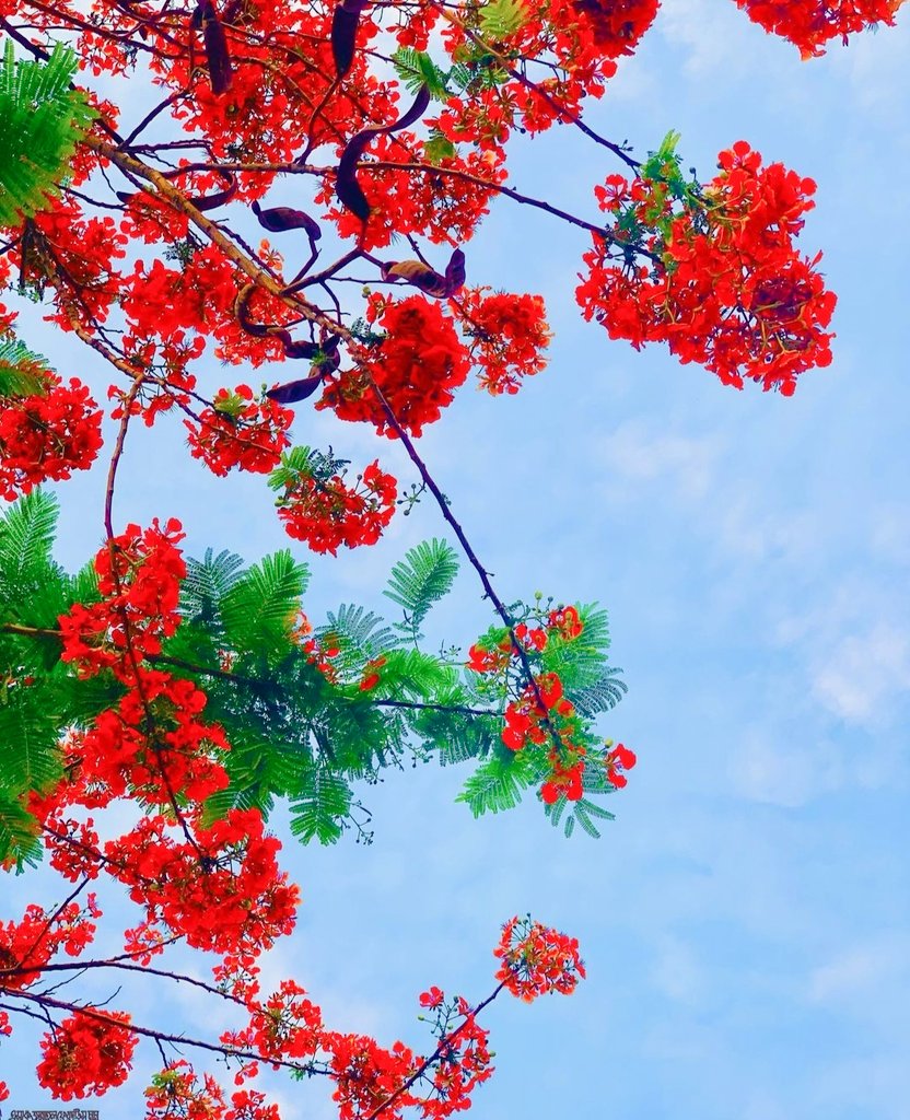 hossain_mita's tweet photo. প্রকৃতির রঙে যখন‚
নিজেকে জড়াই____
নিজের মাঝেই তখন‚
প্রকৃতি খুঁজে পাই।।

শুভ সকাল 🌿🏵️🌱🌺💙 https://t.co/67ou1wovVY
