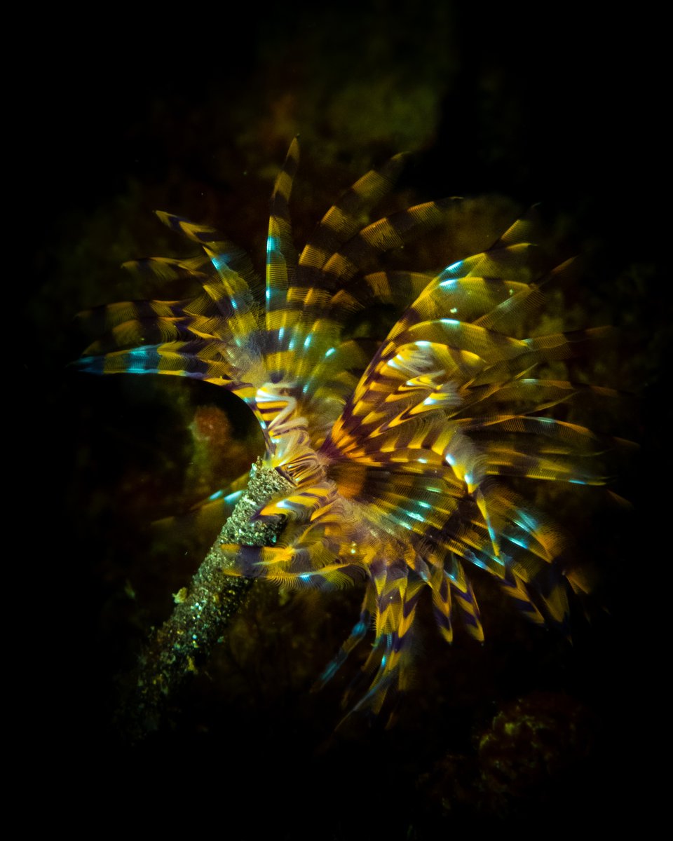 Invertebrates Australia 🪲 tweet media