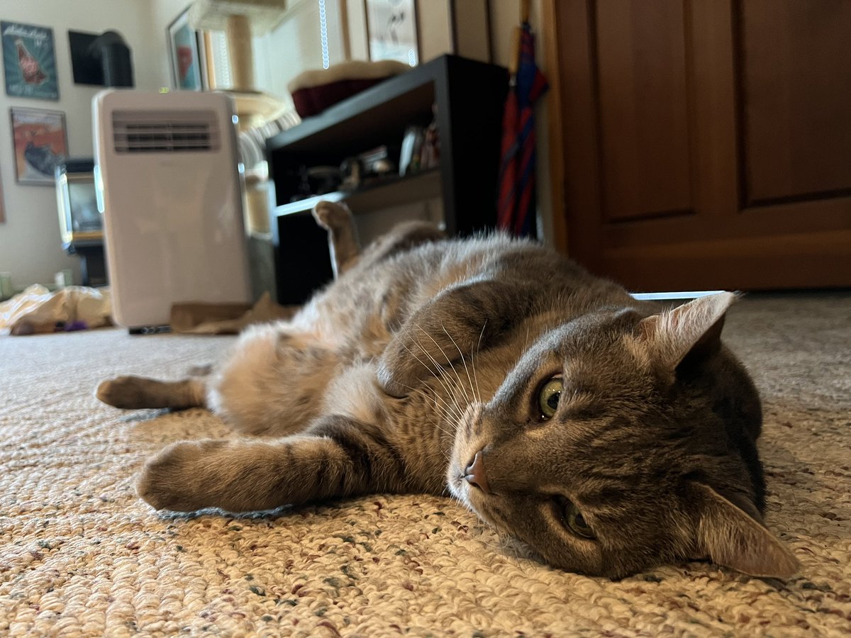 datbuddhacat's tweet photo. Too hot Seattle… toooo hot. https://t.co/PRzXt3Eddr