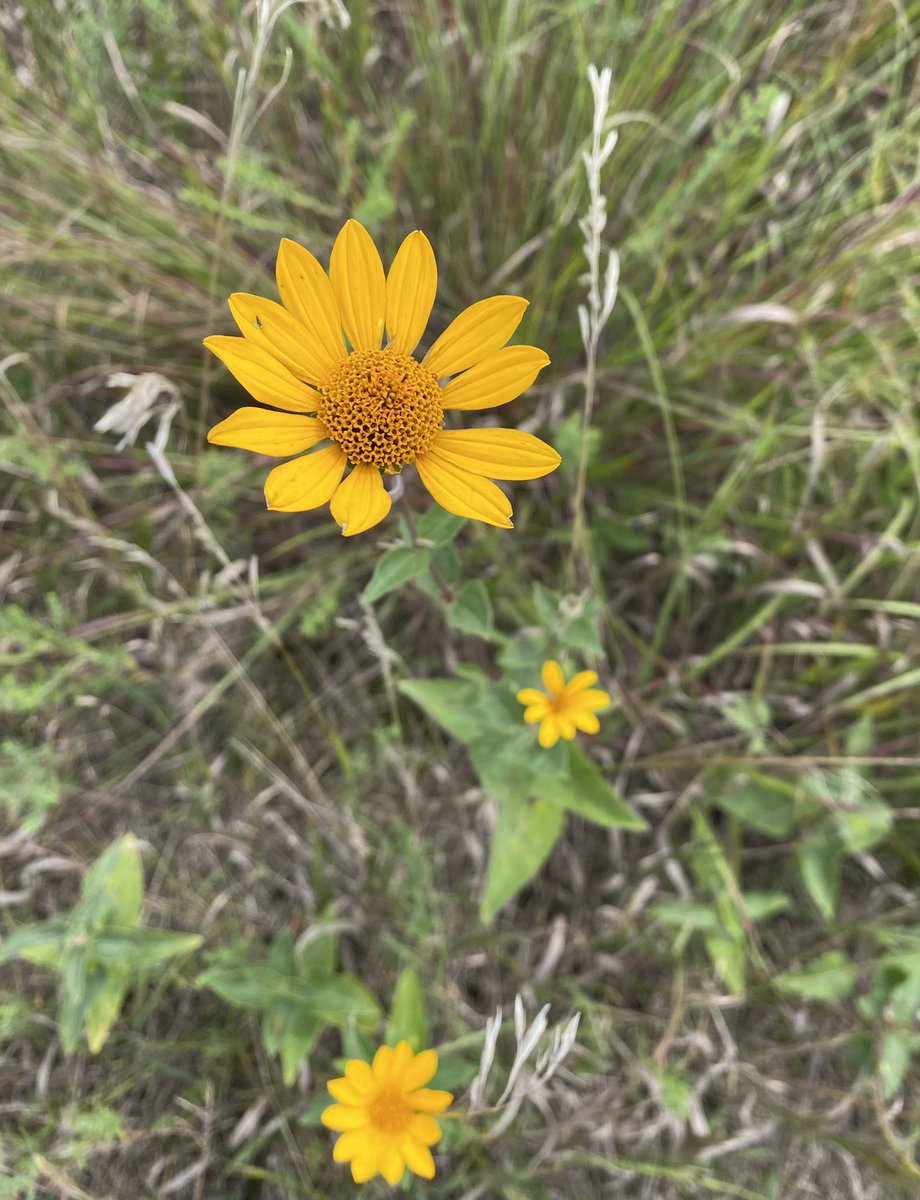 SustainableAnim's tweet photo. Minnesota Prairie and #prairie #flowers near Jeffers, MN. #Nature #prairieflowers https://t.co/i5c0RioJEt
