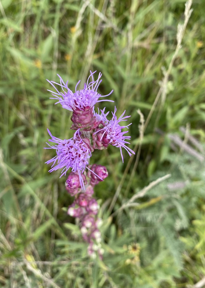SustainableAnim's tweet photo. Minnesota Prairie and #prairie #flowers near Jeffers, MN. #Nature #prairieflowers https://t.co/i5c0RioJEt