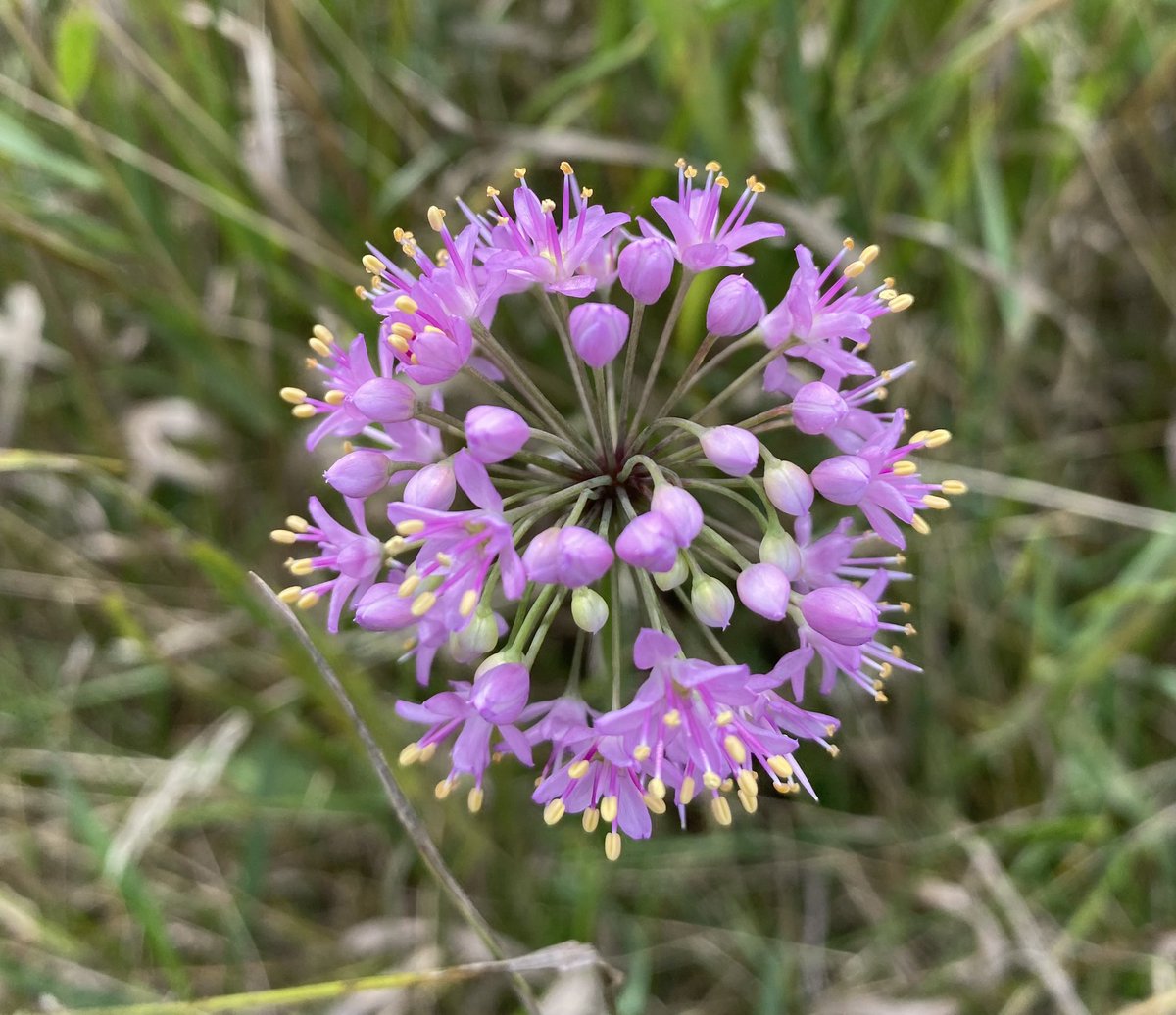 SustainableAnim's tweet photo. Minnesota Prairie and #prairie #flowers near Jeffers, MN. #Nature #prairieflowers https://t.co/i5c0RioJEt