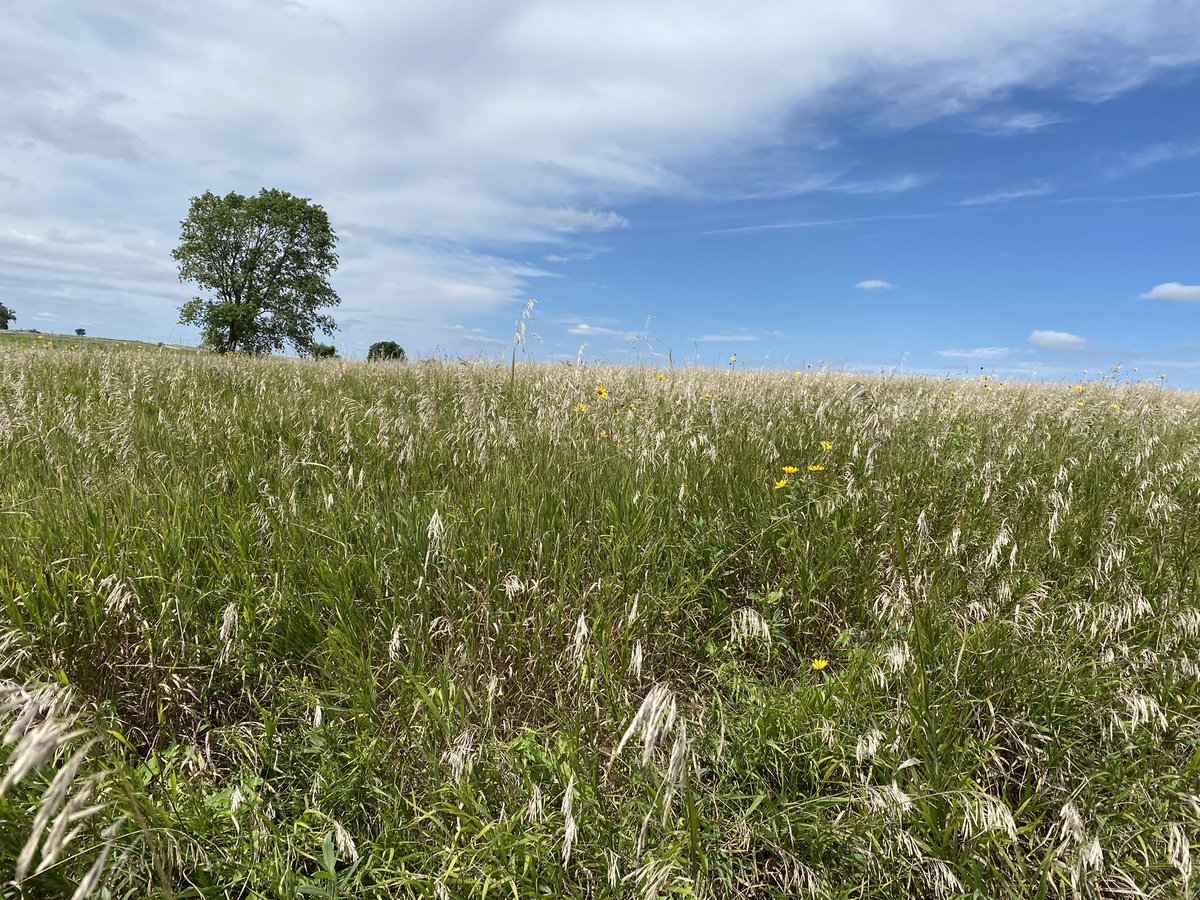 SustainableAnim's tweet photo. Minnesota Prairie and #prairie #flowers near Jeffers, MN. #Nature #prairieflowers https://t.co/i5c0RioJEt