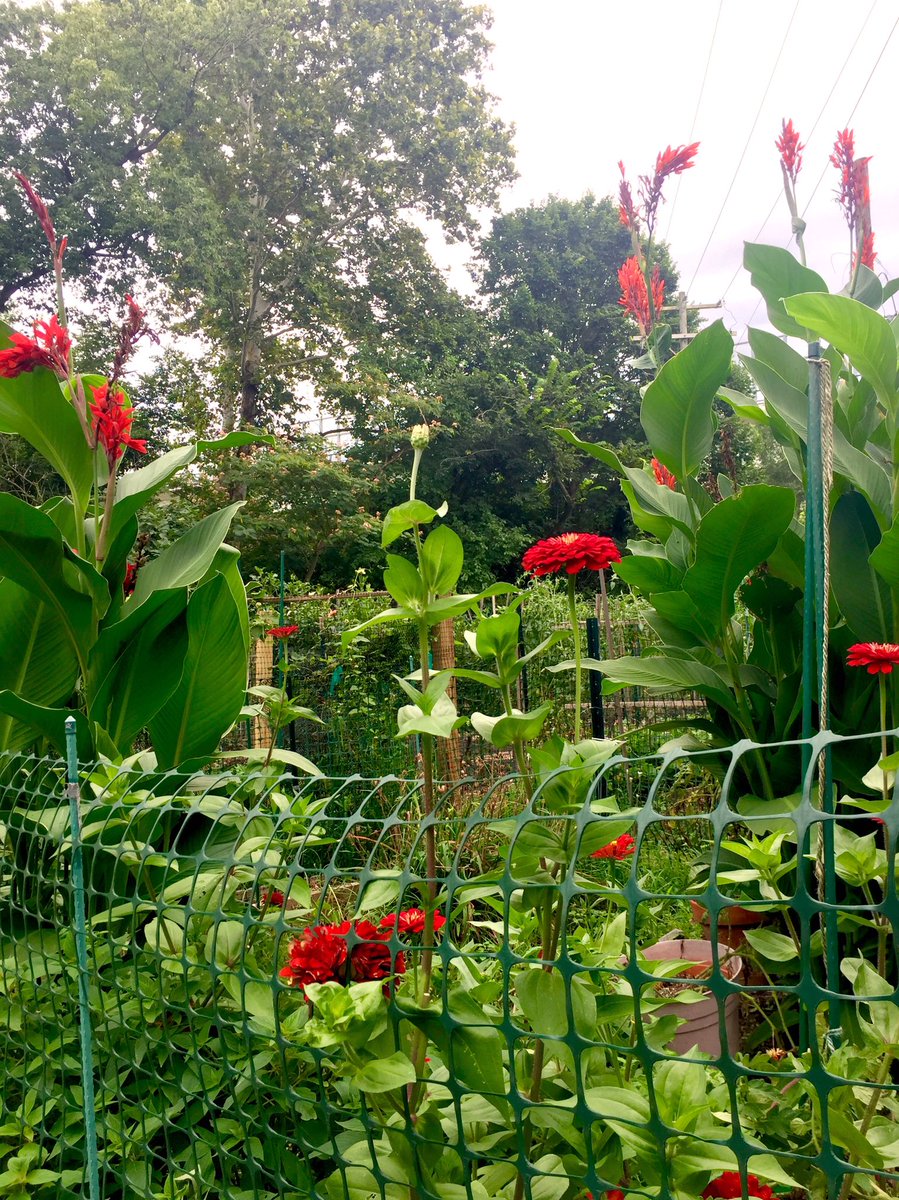 HobanGirl's tweet photo. Just kept walking, backtracking, taking the slow and circuitous paths home, slipping off trails to peer again at the garden plots in the shadow of #WilsonBridge where water treatment construction is in full sway. Lush, tangled, gone native...scents are intoxicating. #OldTownSouth https://t.co/wSrk6P4hNO