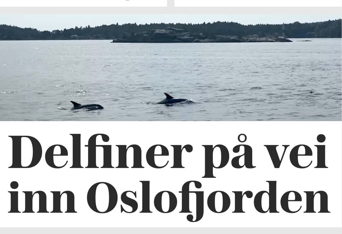 frida1801's tweet photo. Kjære Oslo og Bærum’s befolkning, @bjoskj og @BakkeJensen, kan dere være så snill ikke avlive disse også?🙏🏼 På forhånd takk! https://t.co/AdhOR5tQOE