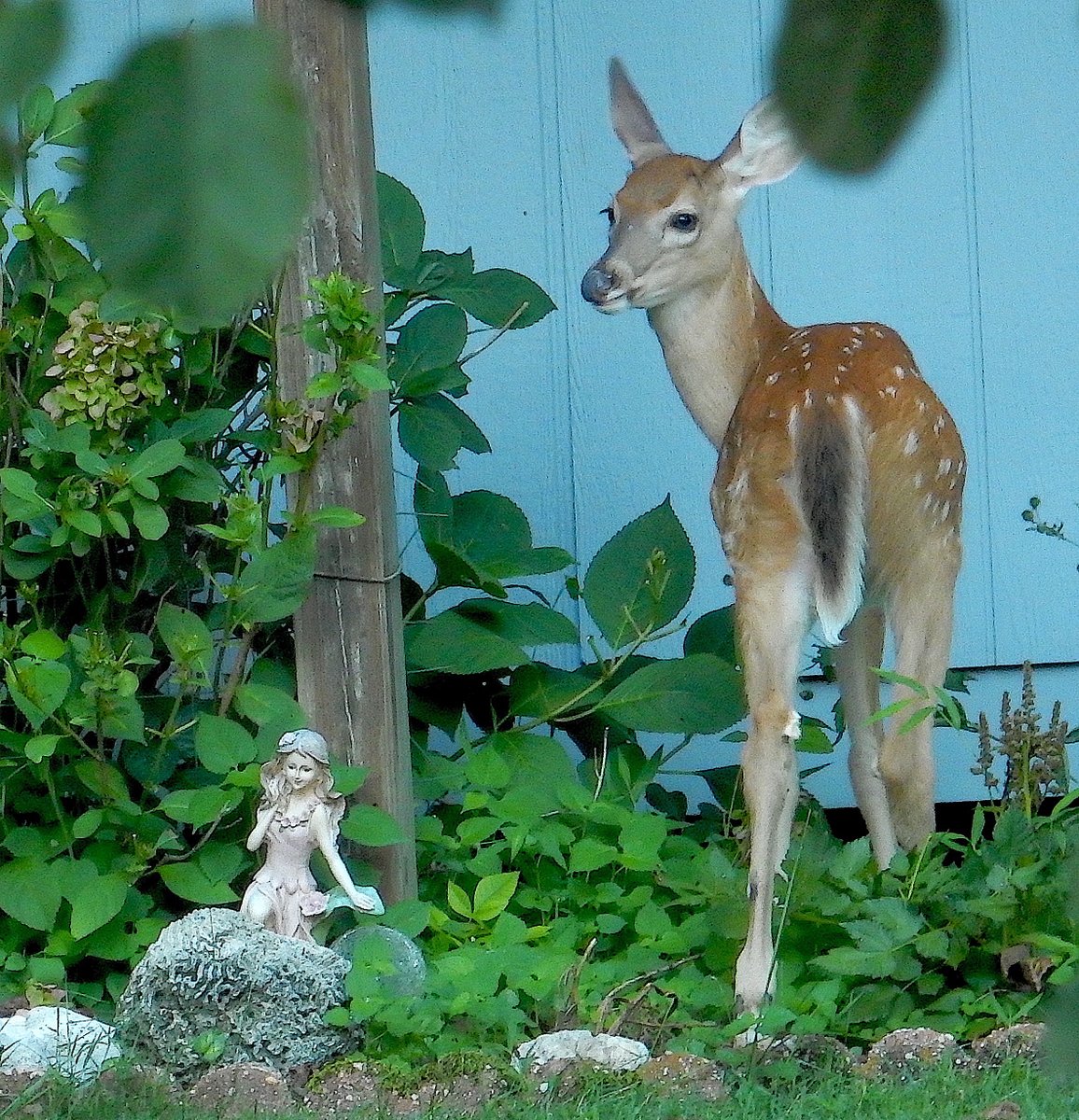 mardays1's tweet photo. Fawn #deer #backyarddeer https://t.co/PK6EqEoEBI