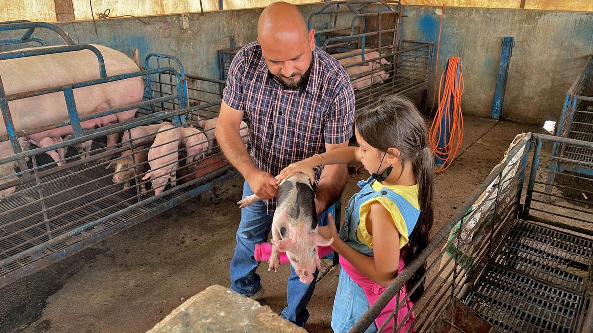 inifap's tweet photo. Olin Portillo y su familia 👨👩👧👦 recorrieron estos Centros de Investigación para conocer los laboratorios 🧪🧫 de #MaterialGenético 🧬 que el #CNRG resguarda y conserva, así como La Granja donde el #CIRPAC investiga el manejo sustentable de residuos de los cerditos 🐷. https://t.co/PkAomBZOue