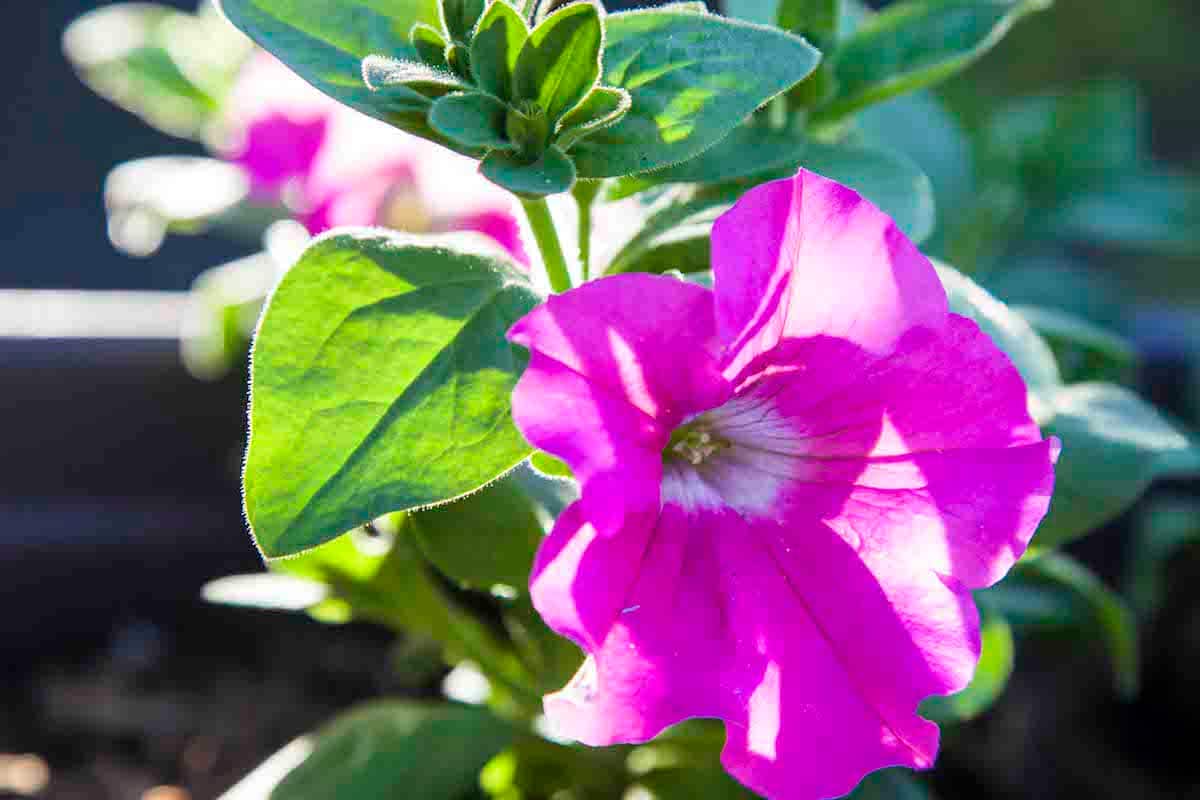 It's hard to deny the impact color can have on a home's #landscaping. #hometips  cpix.me/a/150824462