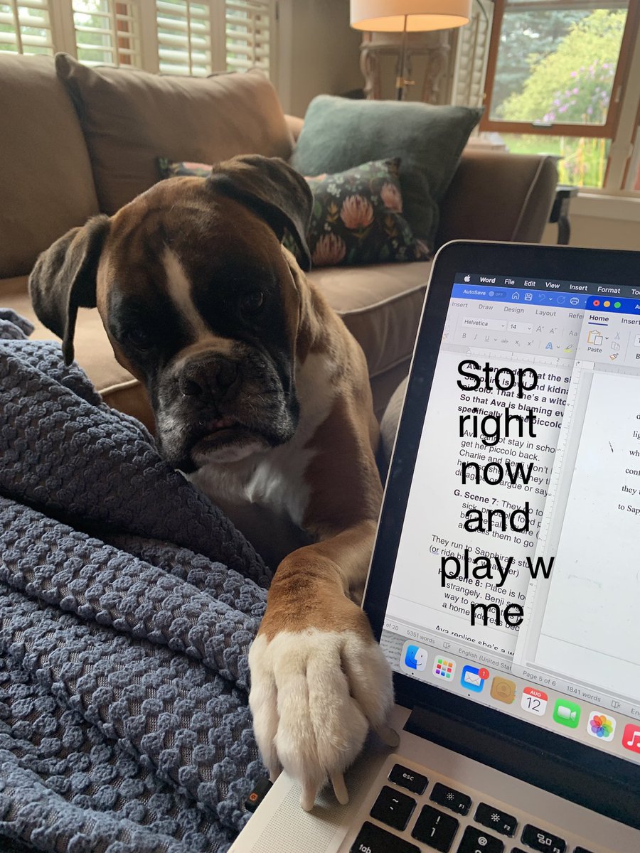 SueBerkKoch's tweet photo. Anyone else have a helper like Louie? ๐พ
#doglover #WritingCommunity #myeditor https://t.co/pHUaqnS5rU