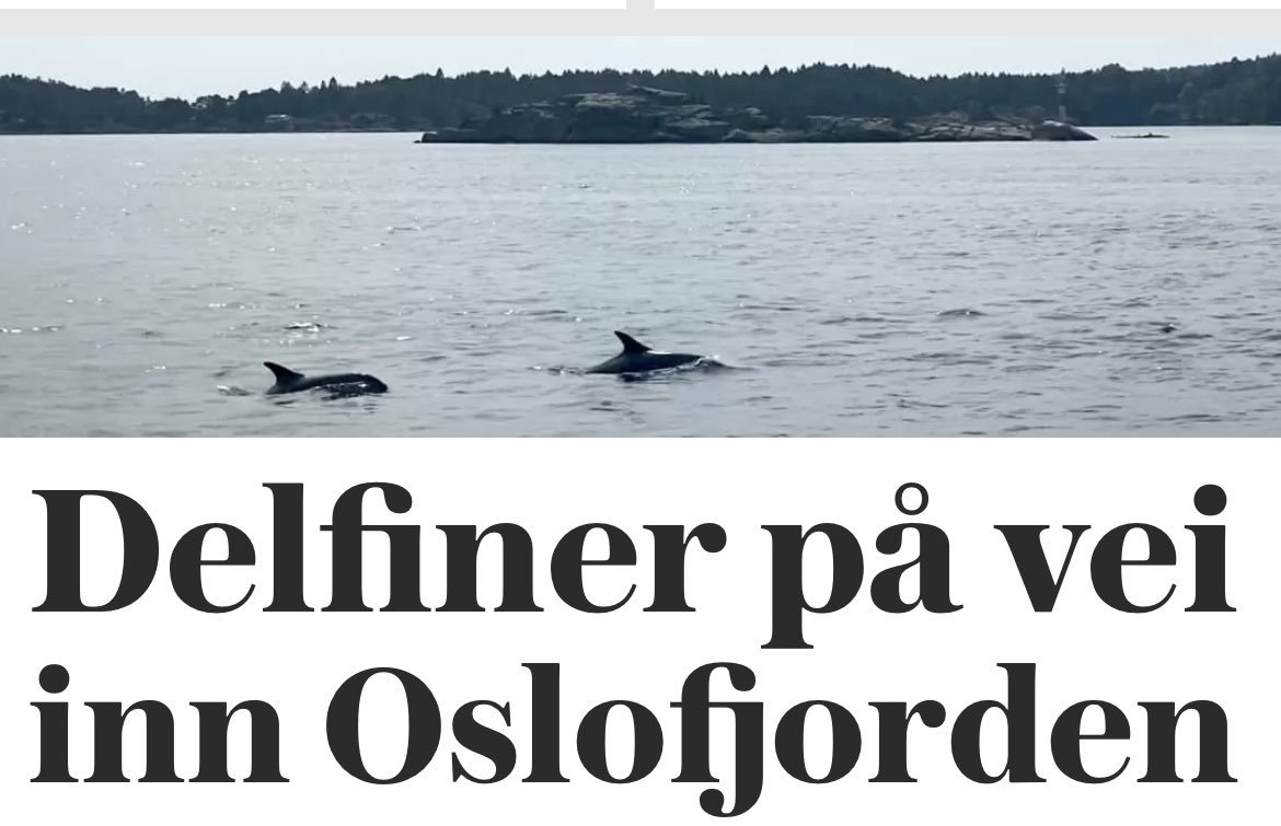perespen's tweet photo. Da lades straks børsene på nytt i Fiskeridirektoratet. #FreyaTheWalrus https://t.co/d2GIxtf1Gv