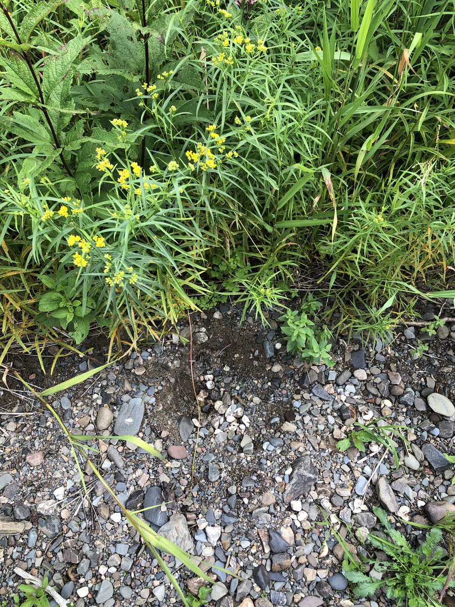 TrishHerps4Life's tweet photo. It's sad that often the only way we discover new nesting sites is by finding predated nests. This wood turtle nest was SO close to hatching. Breaks my heart every time. #WorkingForestsAndWoodTurtles #NestPredation https://t.co/spygx5yFQF