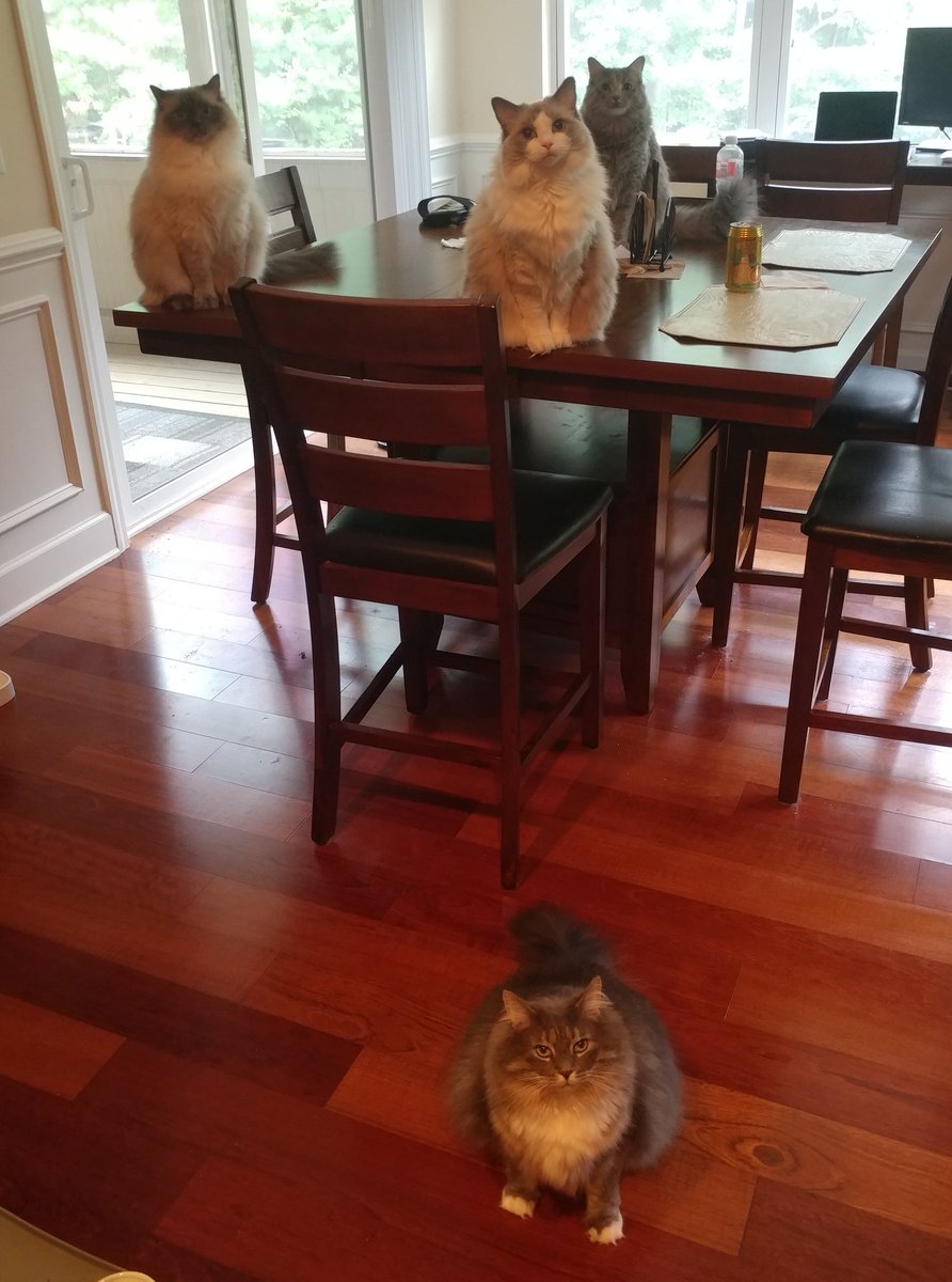 4fluffketeers's tweet image. We stand united on this day to declare that it matters not what the clock says, nay, now is the moment we long have awaited. We shall wait no longer! Give me dinner or beware the consequences! 🐾🐾
#catmom #outnumbered #relented
#CatsOnTwitter #cats #CatsofTwittter