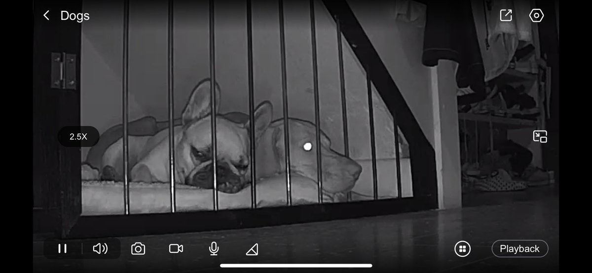 _chite's tweet photo. My favourite thing about my house is the camera on my dogs https://t.co/Z6eOJ7aBdX