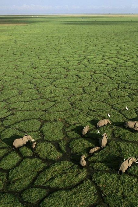 santinho95's tweet photo. Elephants on the Okavango Delta, Botswana. https://t.co/5LCpO4qU3x