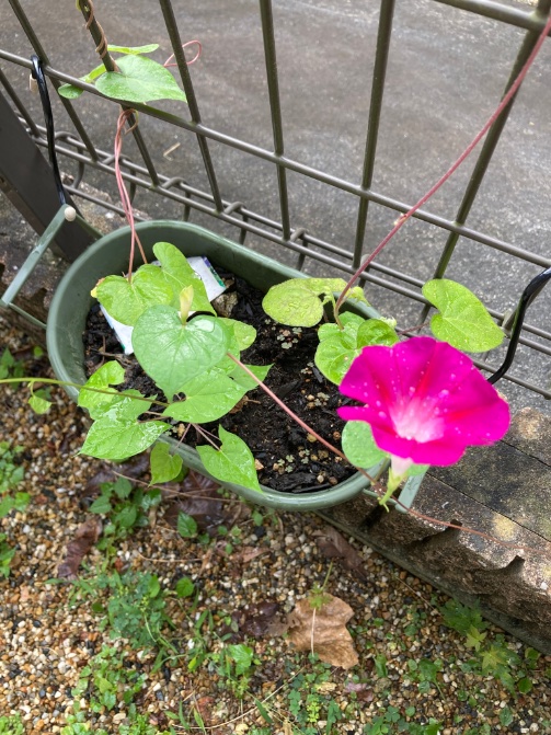 ccr_ribbons's tweet photo. 朝から、ひと雨降りました☔️
夕立のおかげで、最近少し
水やり頻度が低め☺️
🌻🌻
#お庭 #gardening
#ガーデニング #庭仕事
#のんびり #ぼちぼち
#lowcost #lowmaintainance
#summertime #morningglory
#passingrain https://t.co/j9rf7H1JWG