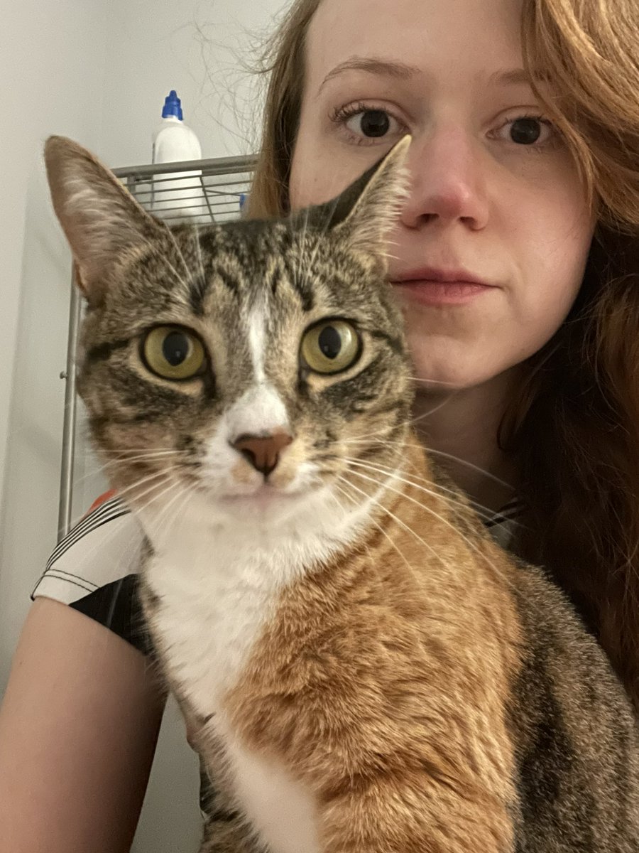 goodwillguru's tweet photo. My cat will only jump on my lap to snuggle when I’m on the toilet https://t.co/8bURBIBJPe
