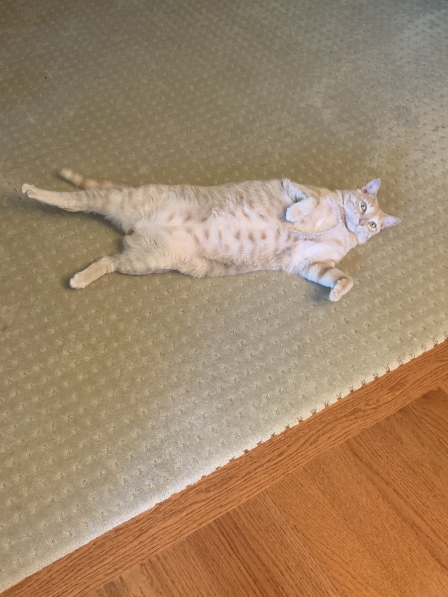 susangr144's tweet photo. Sandys pre-dinner, I'm so cute how can you deny me steak, warm up 😻     #catsoftwitter #sandyboy https://t.co/wKuPXOkA9t
