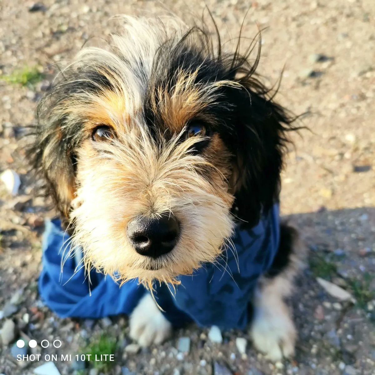 Kristian_Mella's tweet photo. CHILE NECESITA NOTICIAS BONITAS... 

Felicidad maxima, apareció hogar temporal para #Colo🐶 la Rescatista Cynthia Leiva, ofrece su casa para ello 💙 Mañana a las 13 hrs Colo🐶 tiene su primera Kine☺️ y de ahí a su hogar temporal, este semana también debo ir por su carrito ☺️ https://t.co/zt9GIqyoIY
