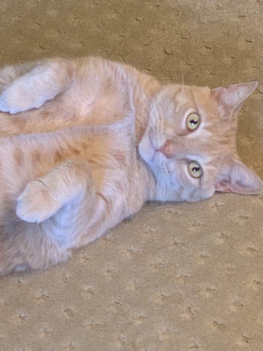 susangr144's tweet photo. Sandys pre-dinner, I'm so cute how can you deny me steak, warm up 😻     #catsoftwitter #sandyboy https://t.co/wKuPXOkA9t