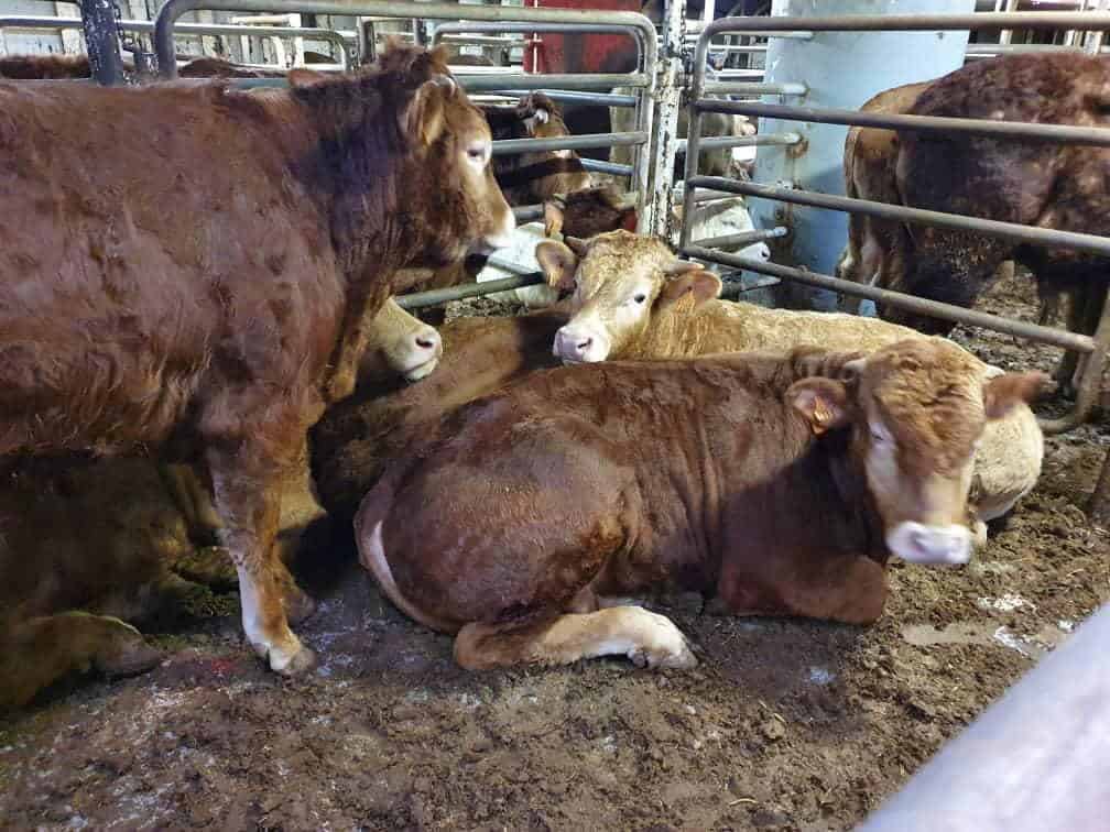greennomad61's tweet photo. "Last year, almost 3,000 #cows exported from #Spain on two separate vessels died within two weeks. The #KarimAllah and the #Elbeik were stranded after being refused entry into Middle East ports bc of suspected cases of the animal disease #bluetongue."

#EndAnimalAg
#AnimalAbuse https://t.co/kwEwhP5Hy7