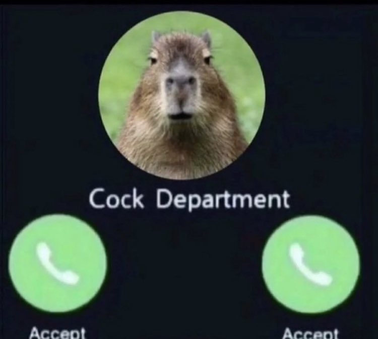 CapybarasForLife (@capys_for_life) on Twitter photo 