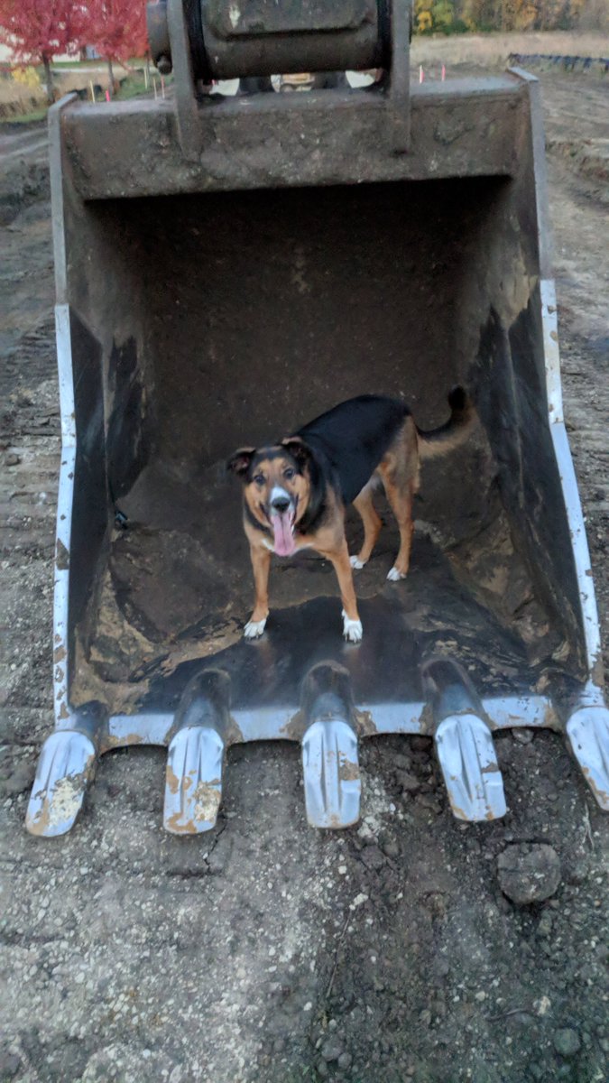 XeroState's tweet photo. Look at this lunatic. #DogsWothJobs
So happy https://t.co/xhMH4Rhw0P