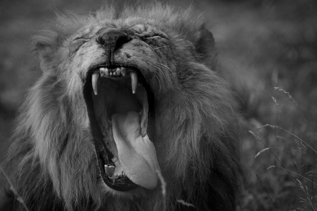 Benjamin Mee (@benjaminmee1) on Twitter photo Jasiri, bored in black and white, captured by the multitalented <a href="/EGotham/">Eva Gotham</a> <a href="/DartmoorZoo/">Dartmoor Zoo</a> Jasiri, bored in black and white, captured by the multitalented <a href="/EGotham/">Eva Gotham</a> <a href="/DartmoorZoo/">Dartmoor Zoo</a>