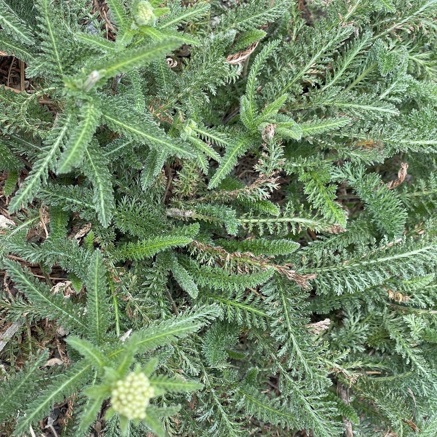 VoltaRae's tweet photo. Learning a lot from the Society for Ecological Restoration:
Go follow them: @SERestoration 
https://t.co/cih2vszbAj

#EcologicalRestoration #LandBack #NativePlants #CaliforniaNativePlants #HabitatRestoration https://t.co/3dY0NDMFb6
