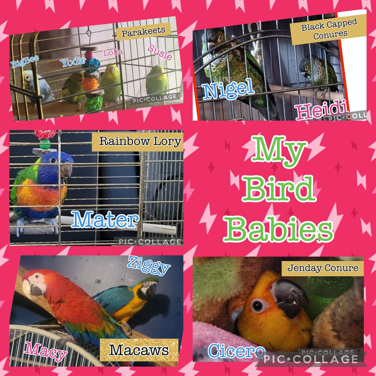 GLITTER_DUCKY_'s tweet photo. Another hobby of mine besides spending time with the family, and gaming is my bird babies! No ducks yet 🤣, but maybe someday if I get a pond. https://t.co/9XqrphjbTN