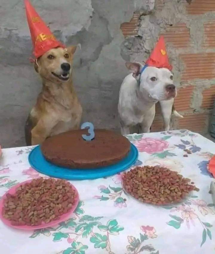 perros_shidoris's tweet photo. Yo bien feliz en el cumpleaños de mi amix. https://t.co/VyZFYbzCsP