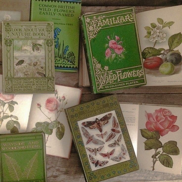 softdeIicacy's tweet photo. botanical books; so beautiful. https://t.co/a9rNOjt2OJ