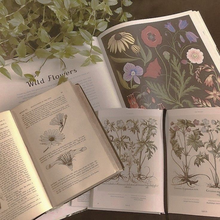 softdeIicacy's tweet photo. botanical books; so beautiful. https://t.co/a9rNOjt2OJ