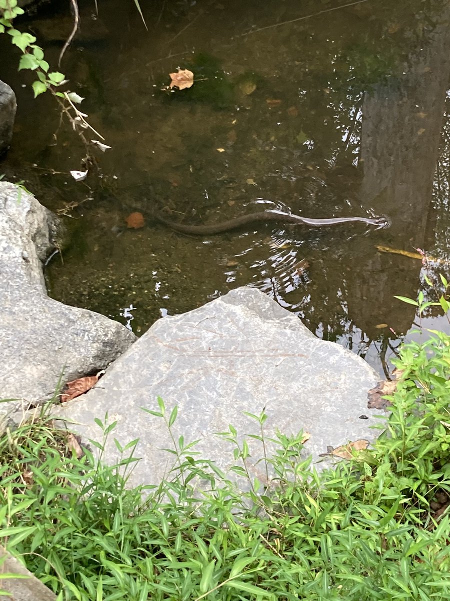 ShineOnRichard's tweet image. Neighborhood Nature - introducing the Northern Water Snake (Nerodia sipedon) spotted on my evening walk. #backyardscience