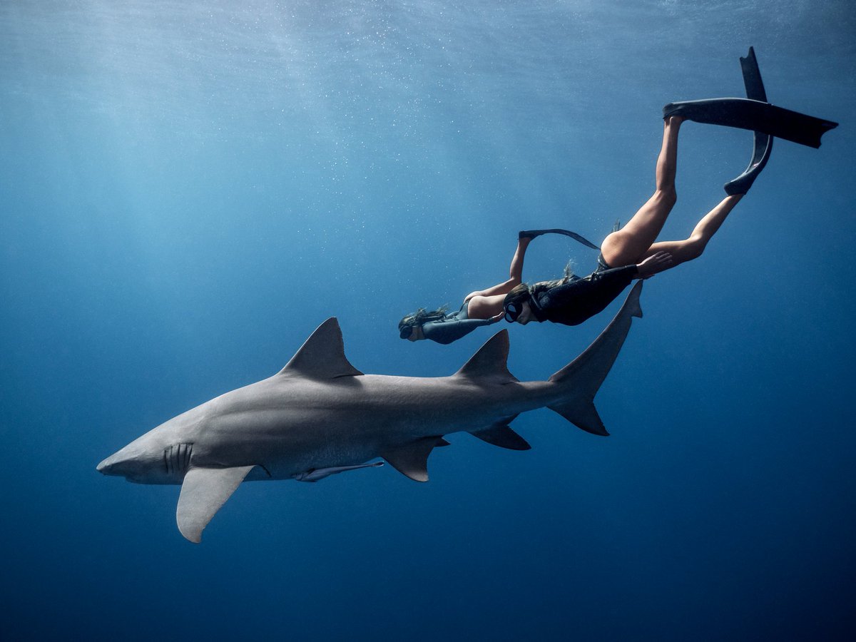 Learn 2 Earn - The Ocean Meta will be hosting a shark educational event at our gallery in <a href="/decentraland/">Decentraland</a>  in collaboration with @SnarkySharkz , <a href="/DecentralGames/">Decentral Games</a> , @DiceMastersDCL  (and more to be announced soon) on August 29th at 6pm EST.